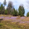 Arieșeni