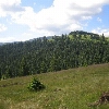 Păltiniș