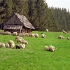 Păltiniș