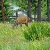 Vatra Dornei