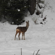 Pensiunea Bistrița Aurie Iacobeni